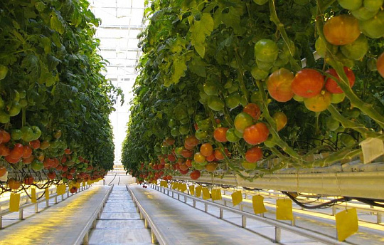 Greenhouse lighting - tomato photoculture, "TK" Maisky "LLC (Kazan)