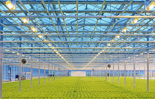 Greenhouse lighting - salad line, LLC SHPK "Greenhouses Belogorya"